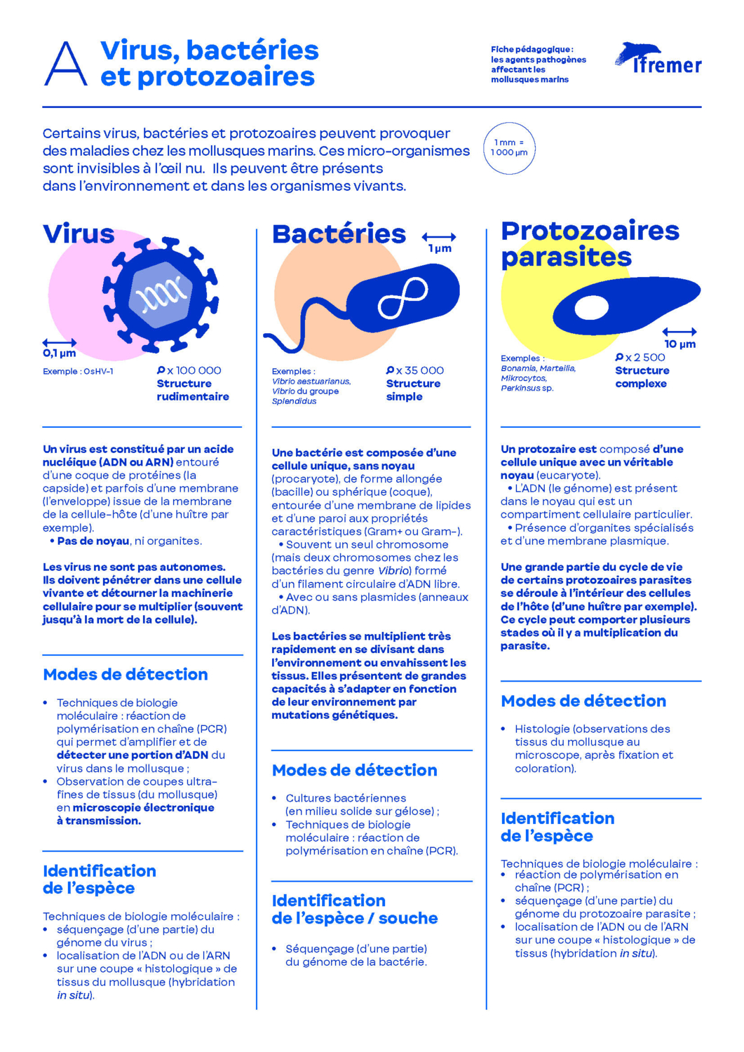 Virus Bact Ries Et Protozoaires Unit Adaptation Sant Des